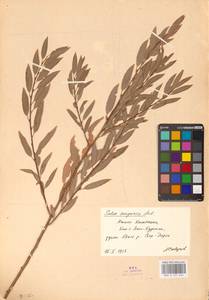 Ива джунгарская Andersson, Средняя Азия и Казахстан, Сырдарьинские пустыни и Кызылкумы (M7) (Казахстан)