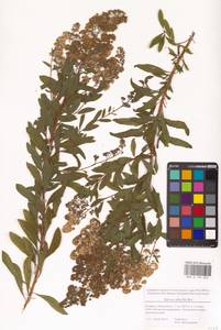 Спирея белая Du Roi, Восточная Европа, Белоруссия (E3a) (Белоруссия)