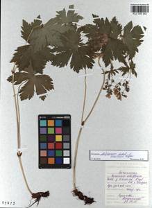 KUZ 000 262, Герань белоцветковая Ledeb., Сибирь, Алтай и Саяны (S2) (Россия)