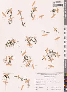 Болотник обоеполый L., Сибирь, Чукотка и Камчатка (S7) (Россия)