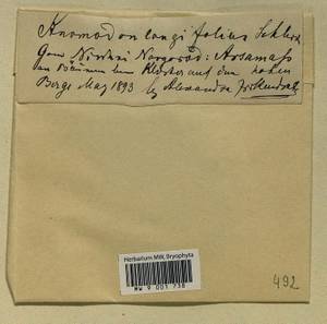 Anomodontella longifolia (Schleich. ex Brid.) Ignatov & Fedosov, Гербарий мохообразных, Мхи - Центральное Нечерноземье (B6) (Россия)