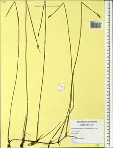 Болотница сосочковая (H.Lindb.) H.Lindb., Восточная Европа, Западный район (E3) (Россия)