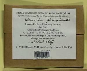 Calohypnum plumiforme (Wilson) Jan Kučera & Ignatov, Гербарий мохообразных, Мхи - Дальний Восток (без Чукотки и Камчатки) (B20) (Россия)