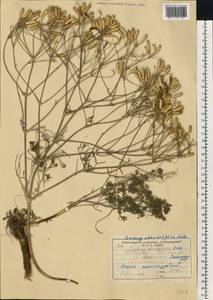 Прангос противозубный (Pall.) Herrnst. & Heyn, Восточная Европа, Нижневолжский район (E9) (Россия)