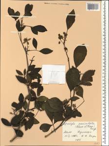 Afraegle paniculata (Schum.) Engl., Африка (AFR) (Мали)