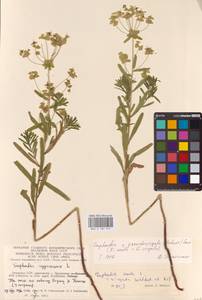 Euphorbia saratoi Ardoino, Восточная Европа, Литва (E2a) (Литва)