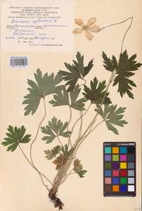 Ветреница лесная L., Восточная Европа, Нижневолжский район (E9) (Россия)