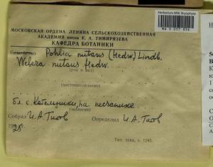 Pohlia nutans (Hedw.) Lindb., Гербарий мохообразных, Мхи - Центральное Нечерноземье (B6) (Россия)
