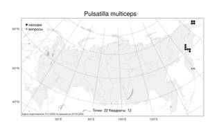 Pulsatilla multiceps Greene, Атлас флоры России (FLORUS) (Россия)