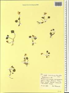 Viola epipsila subsp. repens (Turcz.) W. Becker, Сибирь, Западная Сибирь (S1) (Россия)