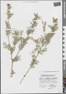 Горицвет туркестанский (Korsh.) Adolf, Средняя Азия и Казахстан, Памир и Памиро-Алай (M2) (Узбекистан)