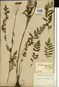 Tanacetum corymbosum subsp. corymbosum, Восточная Европа, Центральный лесостепной район (E6) (Россия)