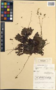 Saxifraga bronchialis subsp. codyana (Zhmylev) W.J. Cody, Америка (AMER) (Канада)
