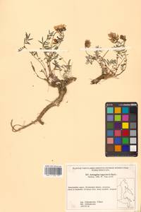 Астрагал Тугаринова Basil., Сибирь, Чукотка и Камчатка (S7) (Россия)