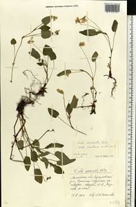 Viola canina subsp. ruppii (All.) Schübl. & G. Martens, Восточная Европа, Московская область и Москва (E4a) (Россия)