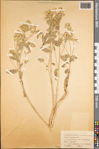 Молочай, Средняя Азия и Казахстан, Памир и Памиро-Алай (M2) (Таджикистан)