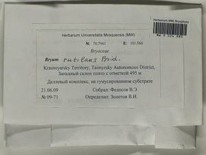 Ptychostomum rutilans (Brid.) J.R. Spence, Гербарий мохообразных, Мхи - Красноярский край, Тыва и Хакасия (B17) (Россия)