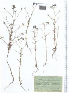 Живокость, Средняя Азия и Казахстан, Памир и Памиро-Алай (M2) (Таджикистан)