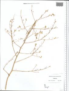 Brassicaceae, Средняя Азия и Казахстан, Памир и Памиро-Алай (M2) (Таджикистан)