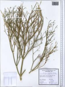 Ferulago angulata (Schltdl.) Boiss., Зарубежная Азия (ASIA) (Иран)