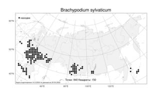 Brachypodium sylvaticum, Коротконожка лесная (Huds.) P.Beauv., Атлас флоры России (FLORUS) (Россия)