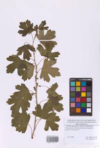 Смородина золотистая Pursh, Восточная Европа, Московская область и Москва (E4a) (Россия)