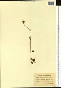 Пепельник почтихолодный (Kom.) Holub, Сибирь, Чукотка и Камчатка (S7) (Россия)