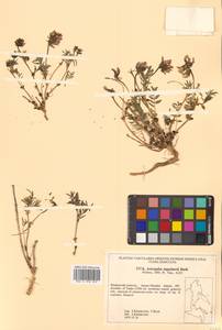 Астрагал Тугаринова Basil., Сибирь, Дальний Восток (S6) (Россия)