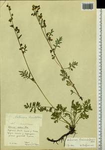 Artemisia laciniata subsp. laciniata, Сибирь, Якутия (S5) (Россия)