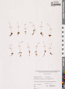 Жирянка волосистая, Жирянка мохнатая L., Сибирь, Чукотка и Камчатка (S7) (Россия)