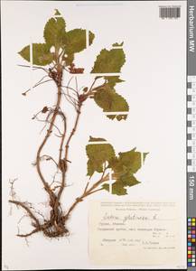 Шалфей железистый, Шалфей клейкий L., Кавказ, Абхазия (K4a) (Абхазия)