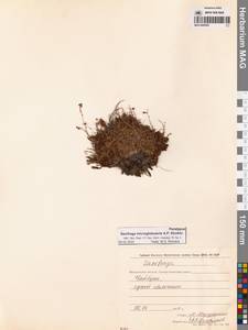 Камнеломка шерлериевидная D.Don, Сибирь, Чукотка и Камчатка (S7) (Россия)