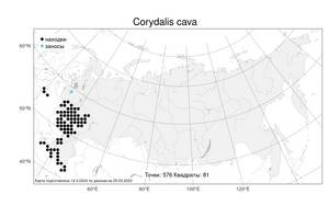 Corydalis cava, Хохлатка полая (L.) Schweigg. & Körte, Атлас флоры России (FLORUS) (Россия)
