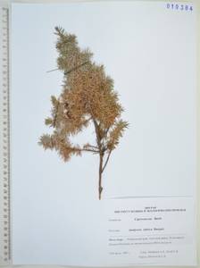 Можжевельник скальный Pall., Сибирь, Дальний Восток (S6) (Россия)