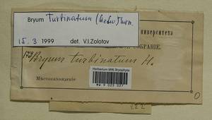 Ptychostomum turbinatum (Hedw.) J.R. Spence, Гербарий мохообразных, Мхи - Западная Европа (BEu) (Неизвестно)