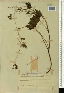 Лютик ползучий L., Кавказ, Азербайджан (K6) (Азербайджан)
