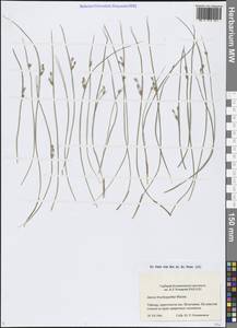 Ситник короткоприцветниковый Maxim., Сибирь, Центральная Сибирь (S3) (Россия)