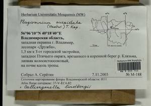 Calliergonella lindbergii (Mitt.) Hedenäs, Гербарий мохообразных, Мхи - Центральное Нечерноземье (B6) (Россия)