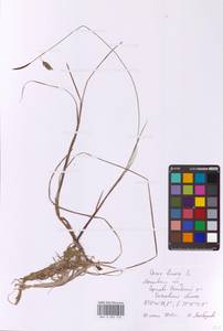 Осока топяная L., Восточная Европа, Московская область и Москва (E4a) (Россия)