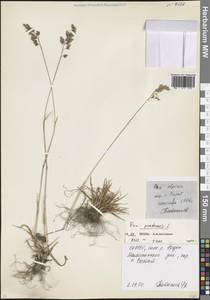 Мятлик луговой L., Кавказ, Северная Осетия, Ингушетия и Чечня (K1c) (Россия)