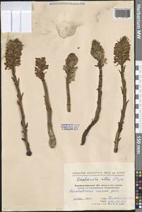 Заразиха белая Steph. ex Willd., Восточная Европа, Северо-Украинский район (E11) (Украина)