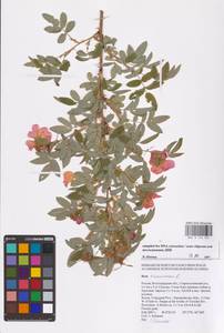 Шиповник майский Herrm., Восточная Европа, Нижневолжский район (E9) (Россия)