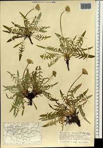 Одуванчик китайский Kitag., Монголия (MONG) (Монголия)