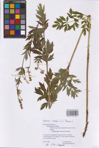 Thalictrum flavum × simplex, Восточная Европа, Северо-Западный район (E2) (Россия)