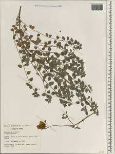 Codonopsis canescens Nannf., Зарубежная Азия (ASIA) (КНР)