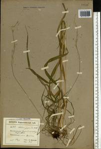 Lolium giganteum (L.) Darbysh., Восточная Европа, Северо-Украинский район (E11) (Украина)