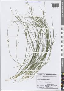 Ситник короткоприцветниковый Maxim., Сибирь, Центральная Сибирь (S3) (Россия)