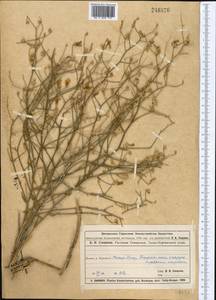 Вьюнок седоватый Schrenk, Средняя Азия и Казахстан, Муюнкумы, Прибалхашье и Бетпак-Дала (M9) (Казахстан)