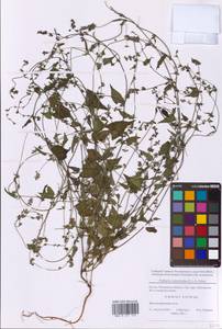 Гречишка вьюнковая (L.) Á.Löve, Восточная Европа, Московская область и Москва (E4a) (Россия)