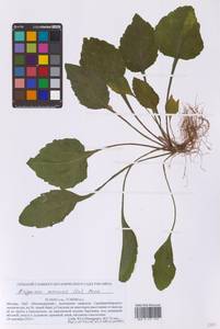 Мелколепестник однолетний (L.) Pers., Восточная Европа, Московская область и Москва (E4a) (Россия)